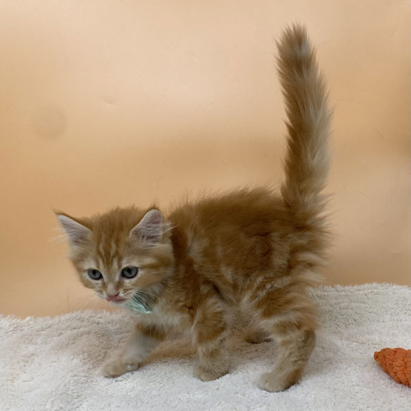 サイベリアン - 画像 (4)