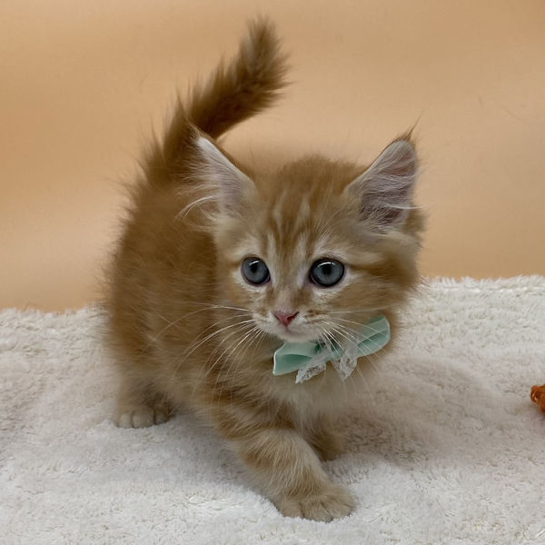 サイベリアン - 画像 (5)