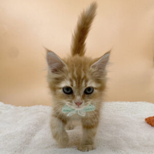 Alternative view of サイベリアン