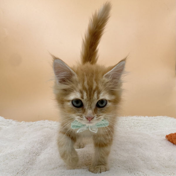 サイベリアン - 画像 (2)