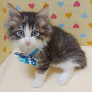 Alternative view of ノルウェージャン・フォレスト・キャット