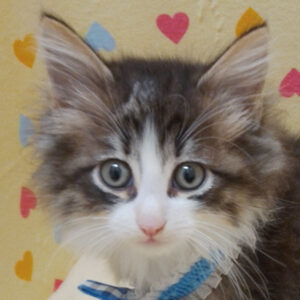 ノルウェージャン・フォレスト・キャット