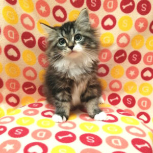 Alternative view of ラガマフィン