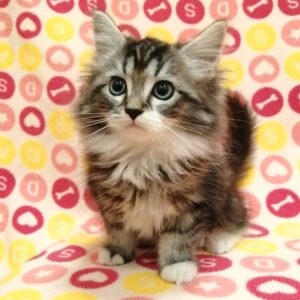 Alternative view of ラガマフィン