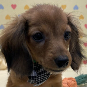 ミニチュア・ダックスフンド(ロングヘアード)