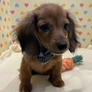 Alternative view of ミニチュア・ダックスフンド(ロングヘアード)