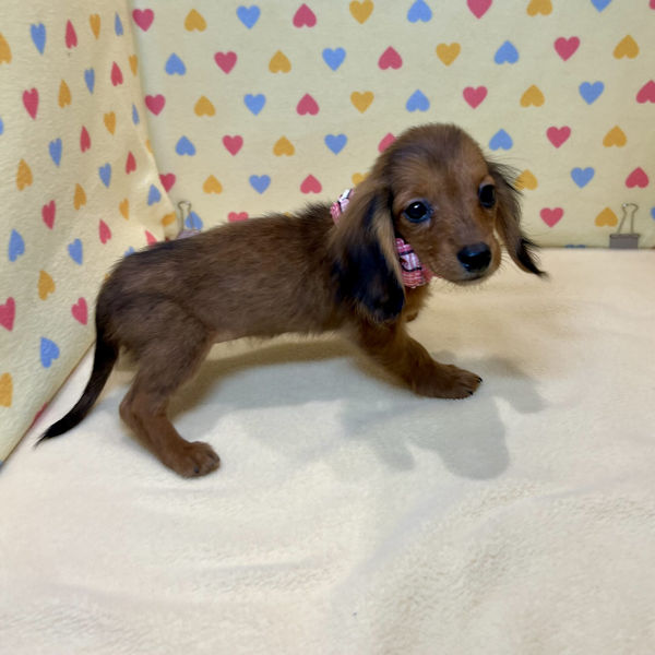 ミニチュア・ダックスフンド(ロングヘアード) - 画像 (5)