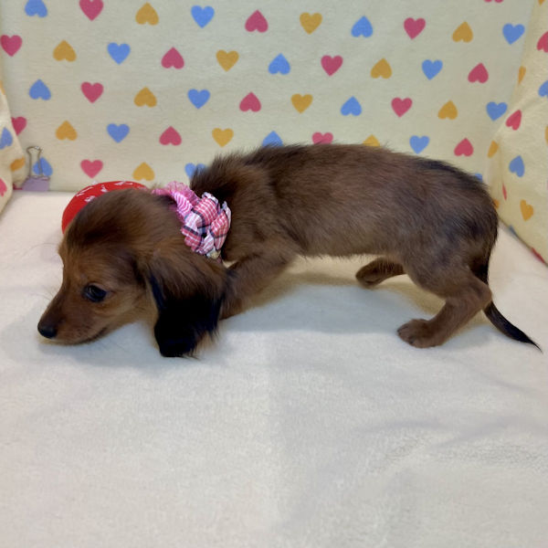 ミニチュア・ダックスフンド(ロングヘアード) - 画像 (4)