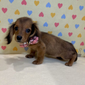 Alternative view of ミニチュア・ダックスフンド(ロングヘアード)