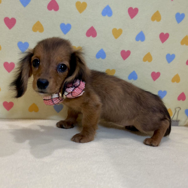 ミニチュア・ダックスフンド(ロングヘアード) - 画像 (2)