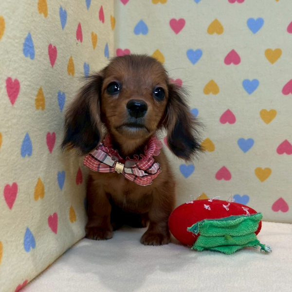 ミニチュア・ダックスフンド(ロングヘアード) - 画像 (3)