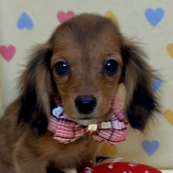 ミニチュア・ダックスフンド(ロングヘアード)