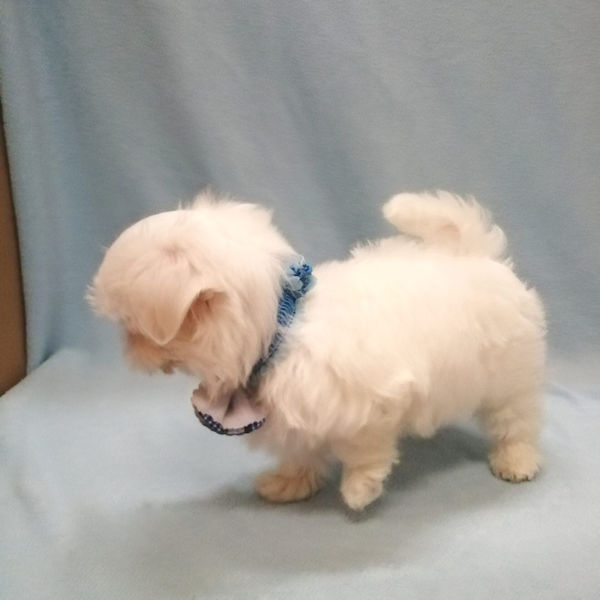 マルチーズ - 画像 (4)