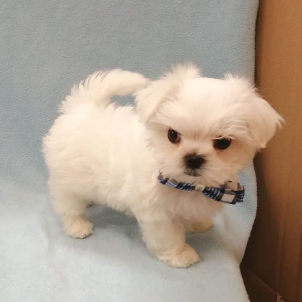 マルチーズ - 画像 (5)