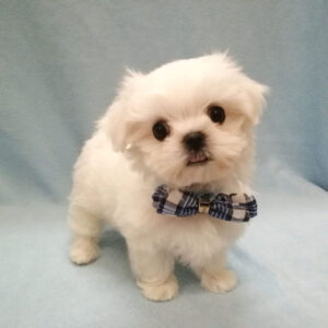 Alternative view of マルチーズ