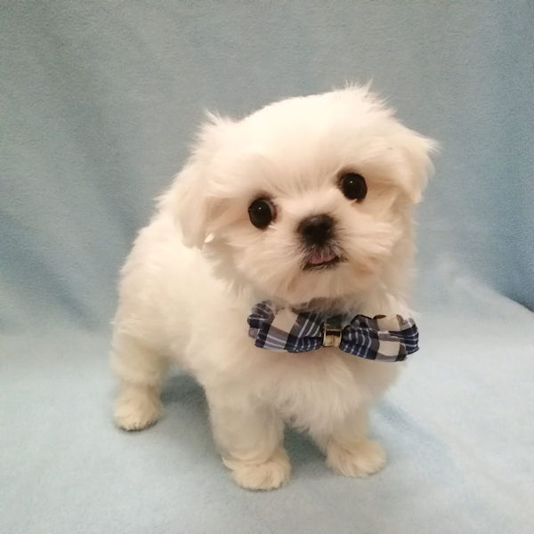 マルチーズ - 画像 (2)