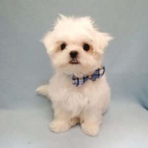 Alternative view of マルチーズ