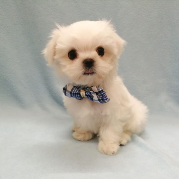 マルチーズ - 画像 (3)