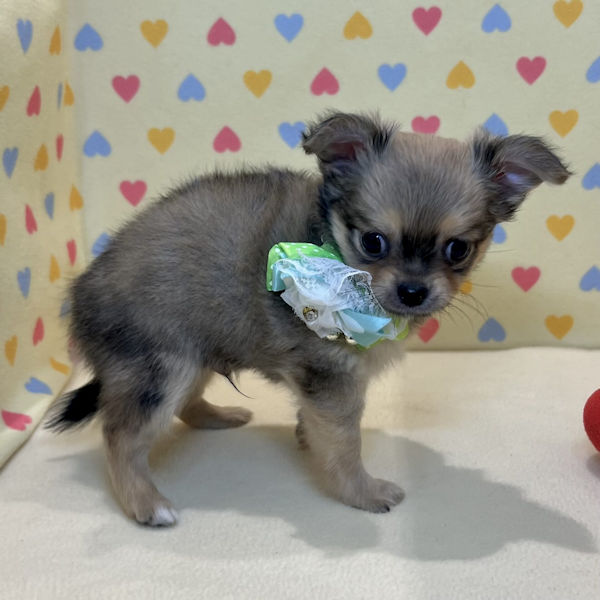 チワワ (ロングコート) - 画像 (4)