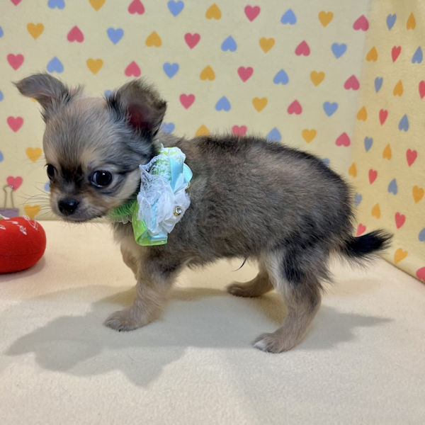 チワワ (ロングコート) - 画像 (3)