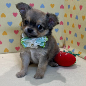 Alternative view of チワワ (ロングコート)