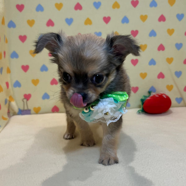 チワワ (ロングコート) - 画像 (5)