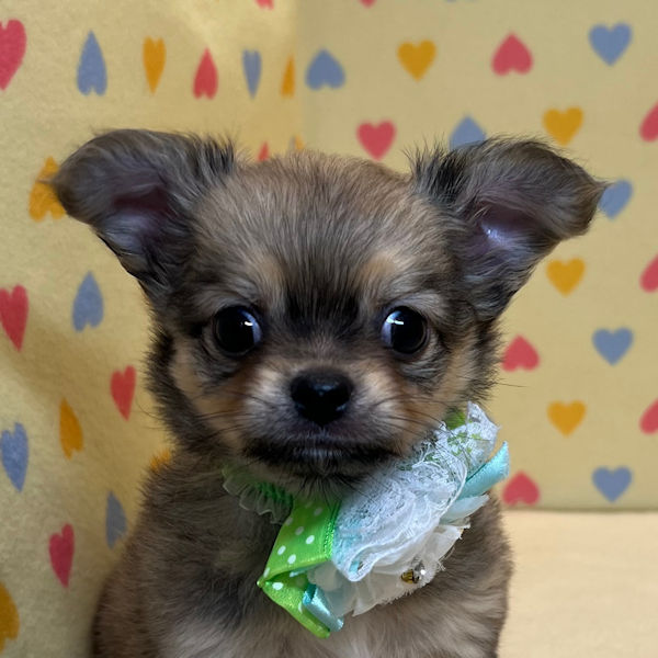 チワワ (ロングコート)