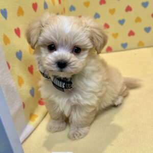 Alternative view of ミックス犬