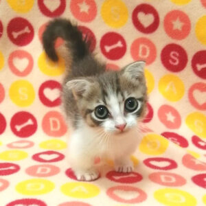 Alternative view of マンチカン