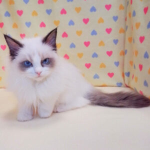 Alternative view of ラグドール