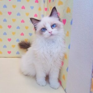 Alternative view of ラグドール