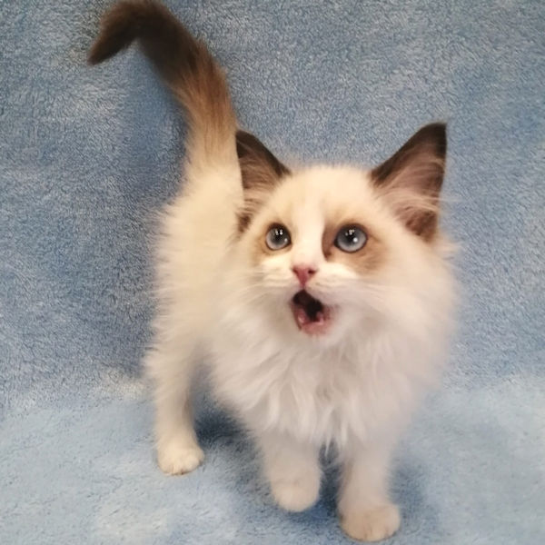 ラグドール - 画像 (3)