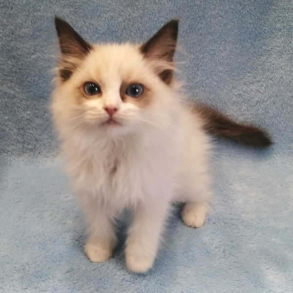 ラグドール - 画像 (2)