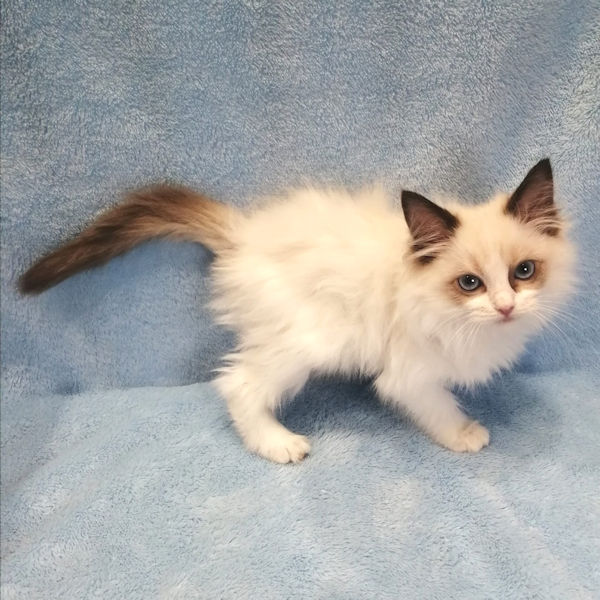 ラグドール - 画像 (4)