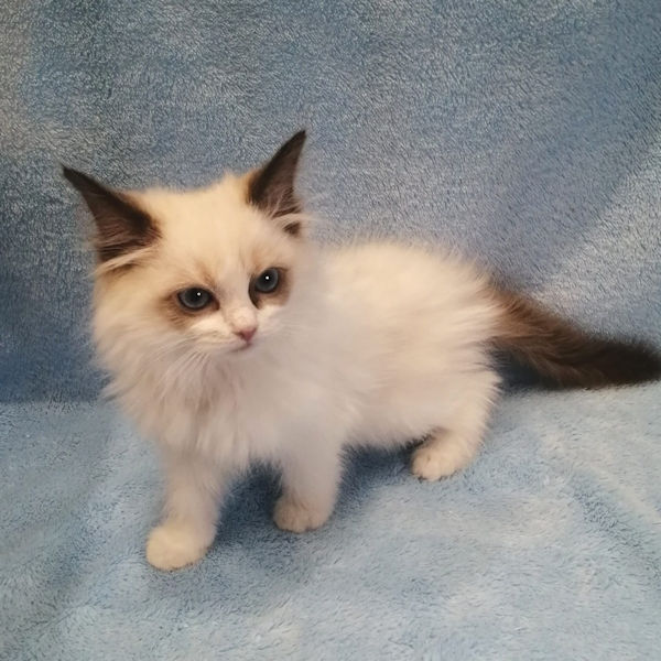 ラグドール - 画像 (5)