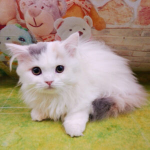 Alternative view of マンチカン