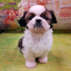 Alternative view of シー・ズー