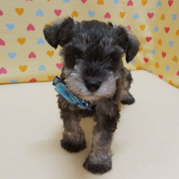 ミニチュア・シュナウザー - 画像 (3)