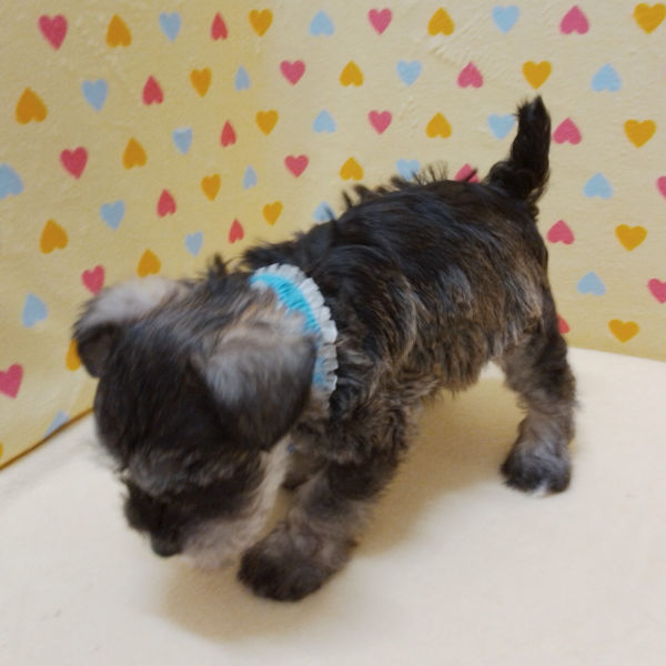 ミニチュア・シュナウザー - 画像 (5)