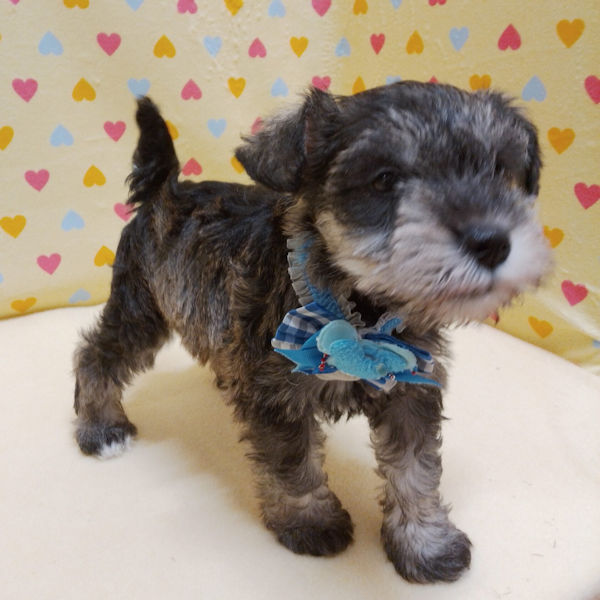 ミニチュア・シュナウザー - 画像 (4)