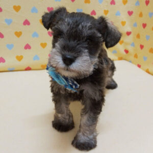 Alternative view of ミニチュア・シュナウザー