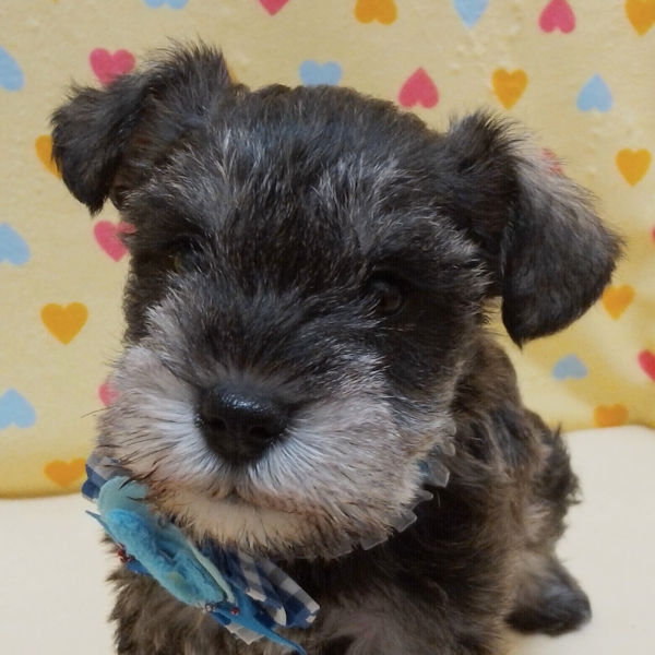 ミニチュア・シュナウザー