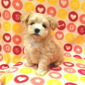 Alternative view of ミックス犬