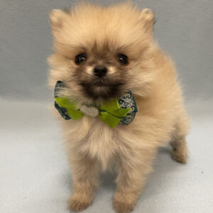 Alternative view of ポメラニアン