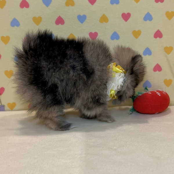 ポメラニアン - 画像 (4)