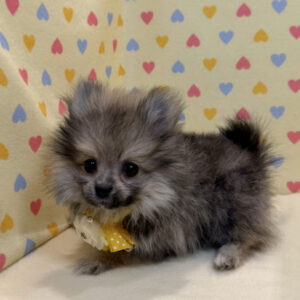 Alternative view of ポメラニアン