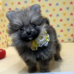 Alternative view of ポメラニアン