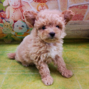 Alternative view of ミックス犬