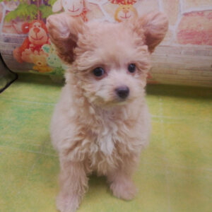 Alternative view of ミックス犬