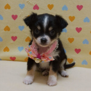 Alternative view of チワワ (ロングコート)